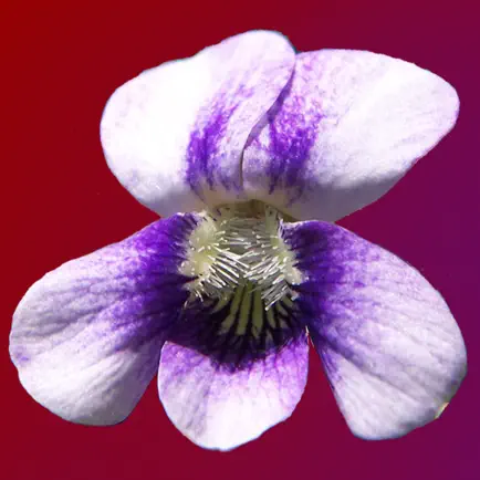Wisconsin Wildflowers Cheats