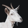 Qurbani App icon