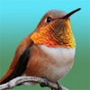 Hummingbird Sticker Pack - iPhoneアプリ