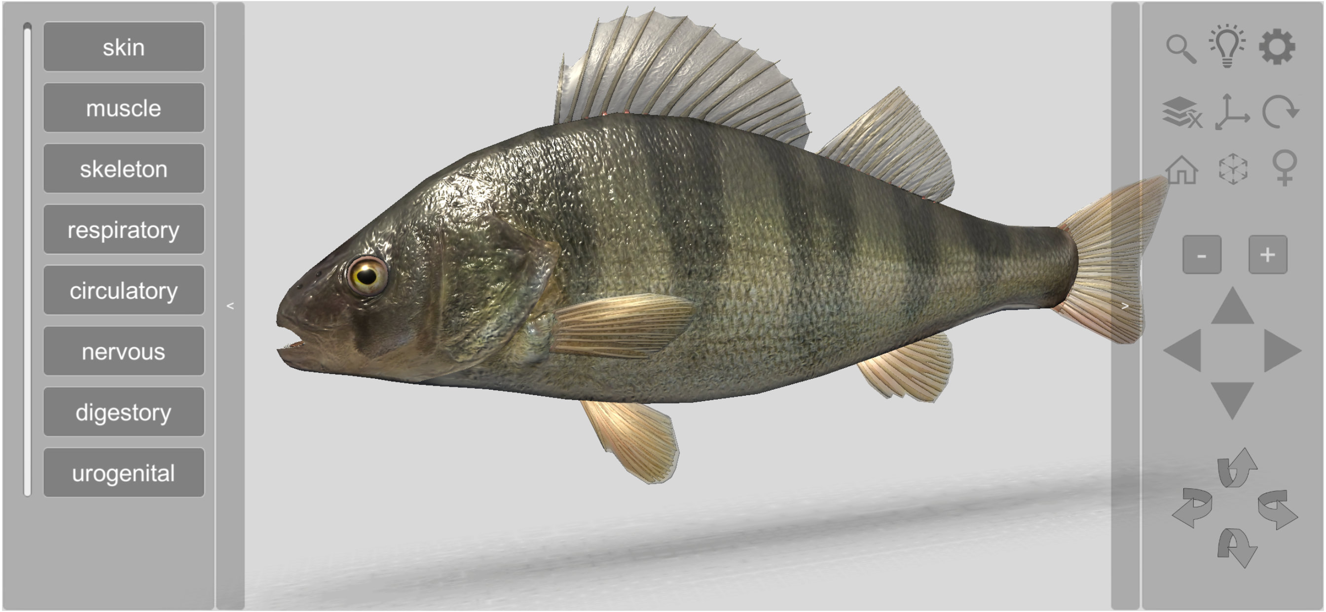 3D Fish Anatomy
