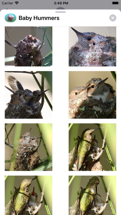 Baby Hummingbirds screenshot-3