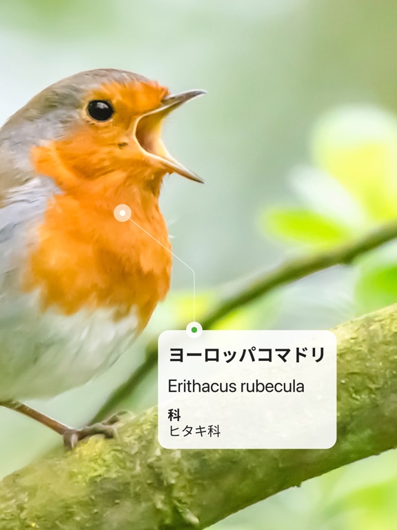 Picture Bird - 撮ったら、判る--1秒鳥図鑑のおすすめ画像2