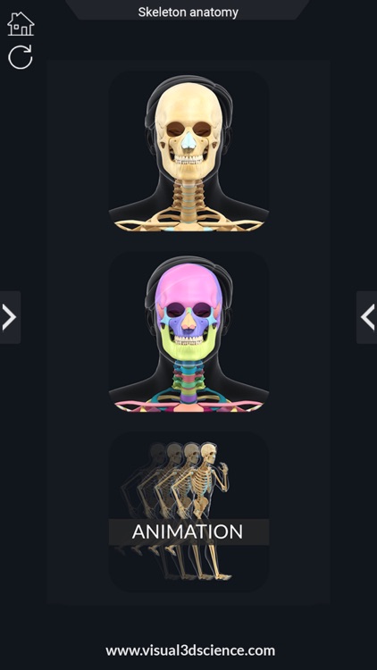 My Skeleton Anatomy