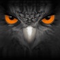 EagleEyes-plus app download