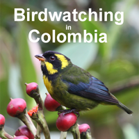 Birdwatching in Colombia