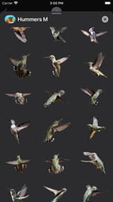 Hummingbirds - Medium (Retina) screenshot