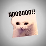 Download Cat Memes Stickers app