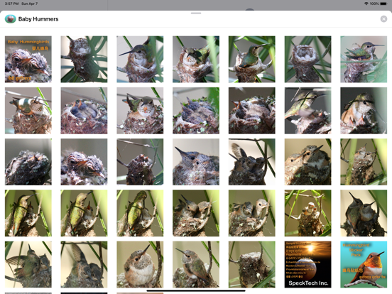 Screenshot #2 for Baby Hummingbirds