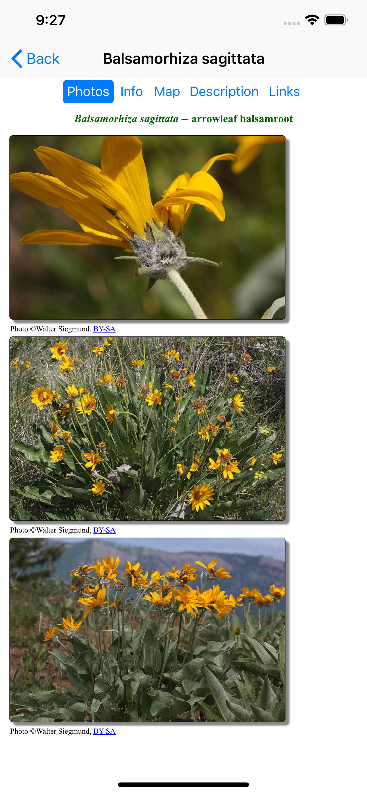 British Columbia Wildflowers
