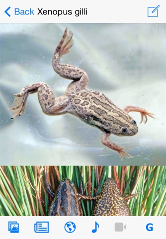 Frogs of Southern Africaのおすすめ画像1