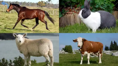 Animals for Kids, toddler game