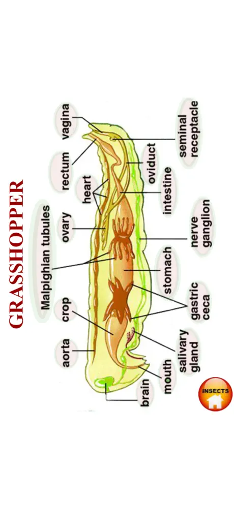 ANATOMY 3D Pro