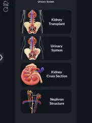 urinary system ipad resimleri 2