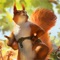 Icon Squirrel Pet Life Sim 3D Games