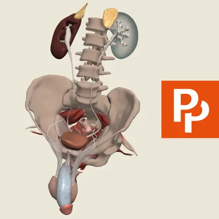 Primal's 3D Male Pelvis Cheats