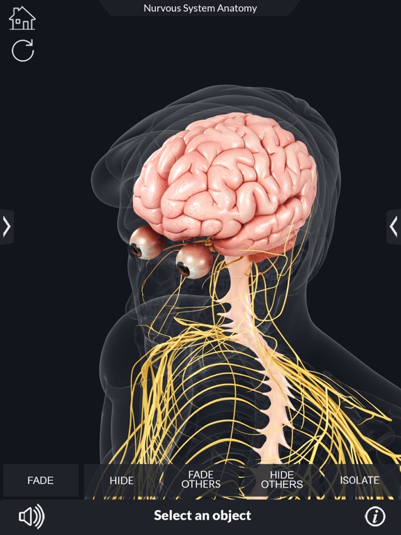 Screenshot #5 pour My Nervous System Anatomy