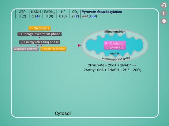 Screenshot #5 pour Biomolecules: Cell respiration