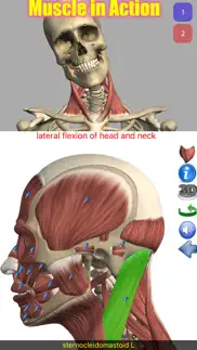 visual anatomy problems & solutions and troubleshooting guide - 3