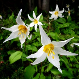 Olympic Wildflowers