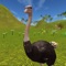 Embark on a high-speed adventure with our Flapless Flight Ostrich Game 