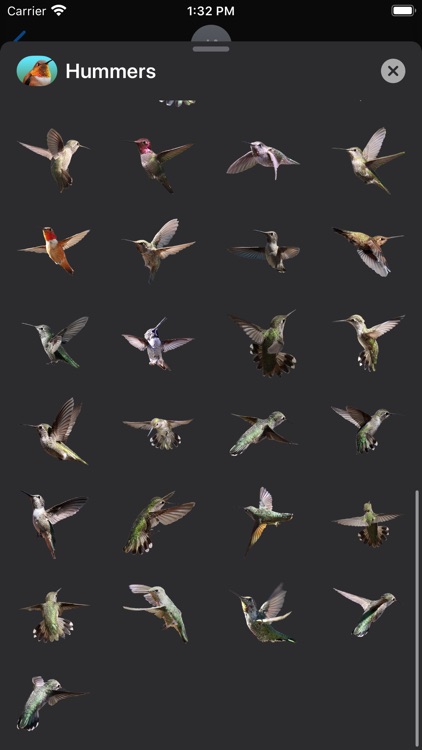 Hummingbird Sticker Pack screenshot-5