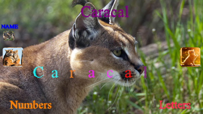 Wild Cats Sounds Screenshot