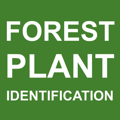 Forest Plant Identification