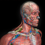 3D Human Anatomy Introduction