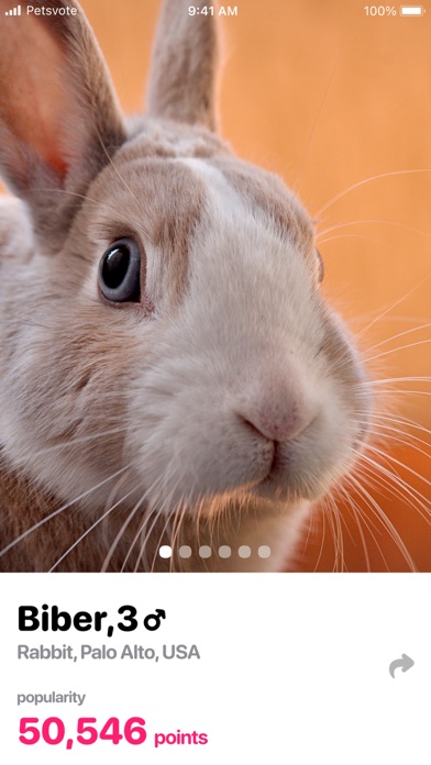 Petsvote Screenshot