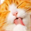 Cute Kitten Cat Jigsaw Puzzle icon