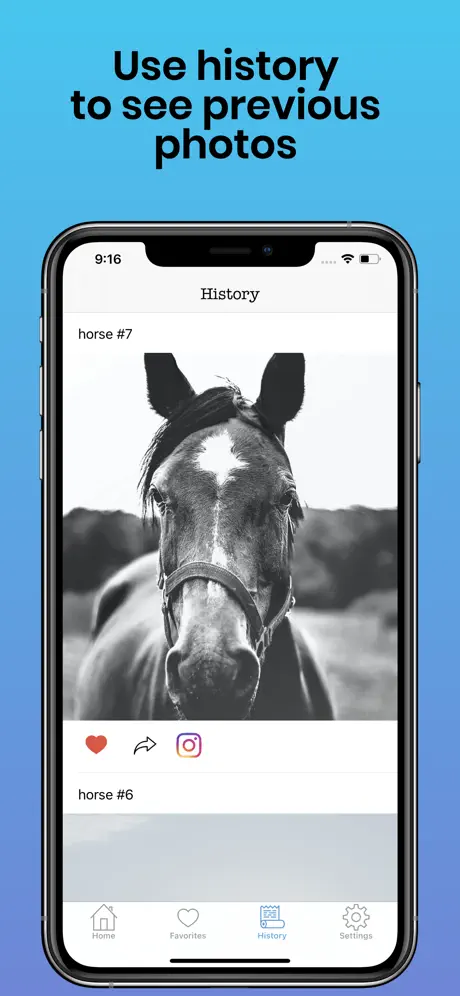 Horses photos