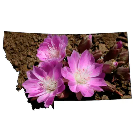 Wildflowers of Montana Cheats