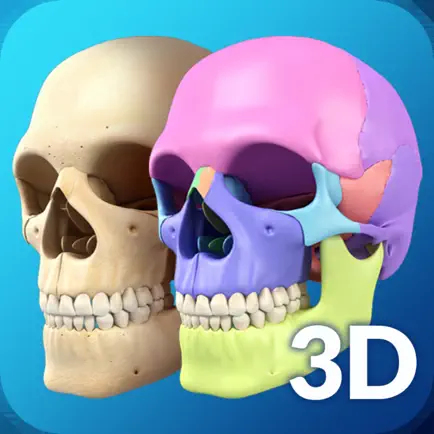 My Skull Anatomy Читы