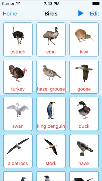 Birds Learning Cards