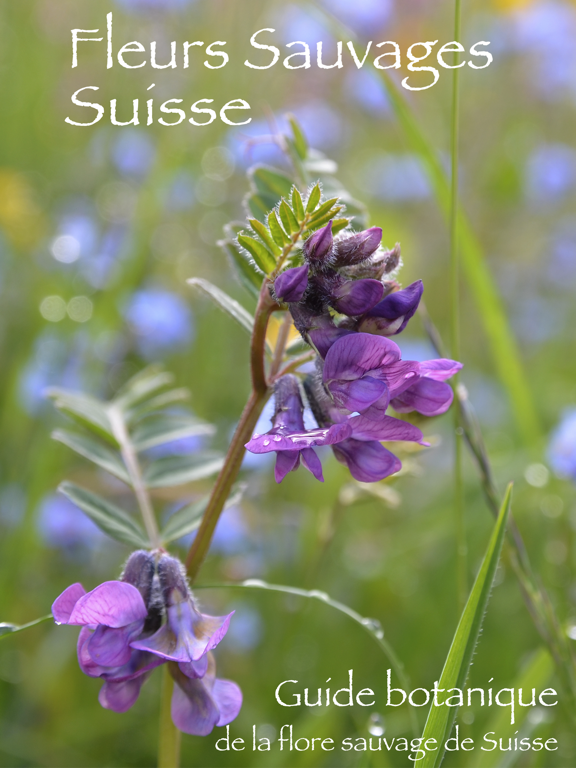 Screenshot #4 pour Fleurs Sauvages Suisse Finder