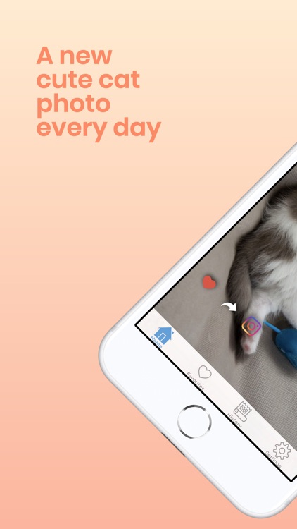 Daily Cute Cats Photos