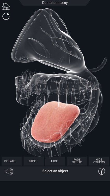 My Dental Anatomy screenshot-4