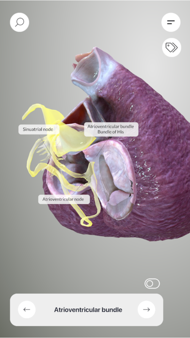 3D Heart Anatomyのおすすめ画像4
