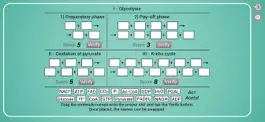 Game screenshot Biomolecules: Cell respiration hack