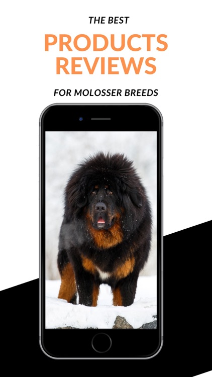 Molosser World Magazine