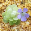 Pinguicula cultivation icon