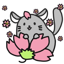 Chinchilla Minny 2