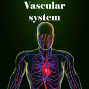 Vascular system