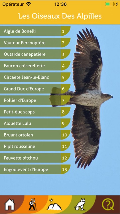 Les oiseaux des Alpilles