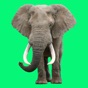Animal Sounds Voice Effects app download
