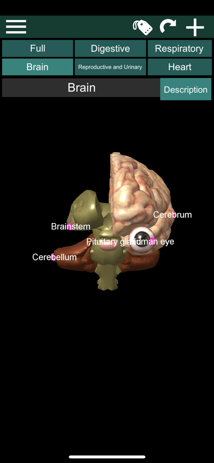 ORGANS 3D ANATOMY