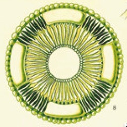 Urea Cycle Tutor