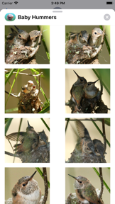 Baby Hummingbirds screenshot