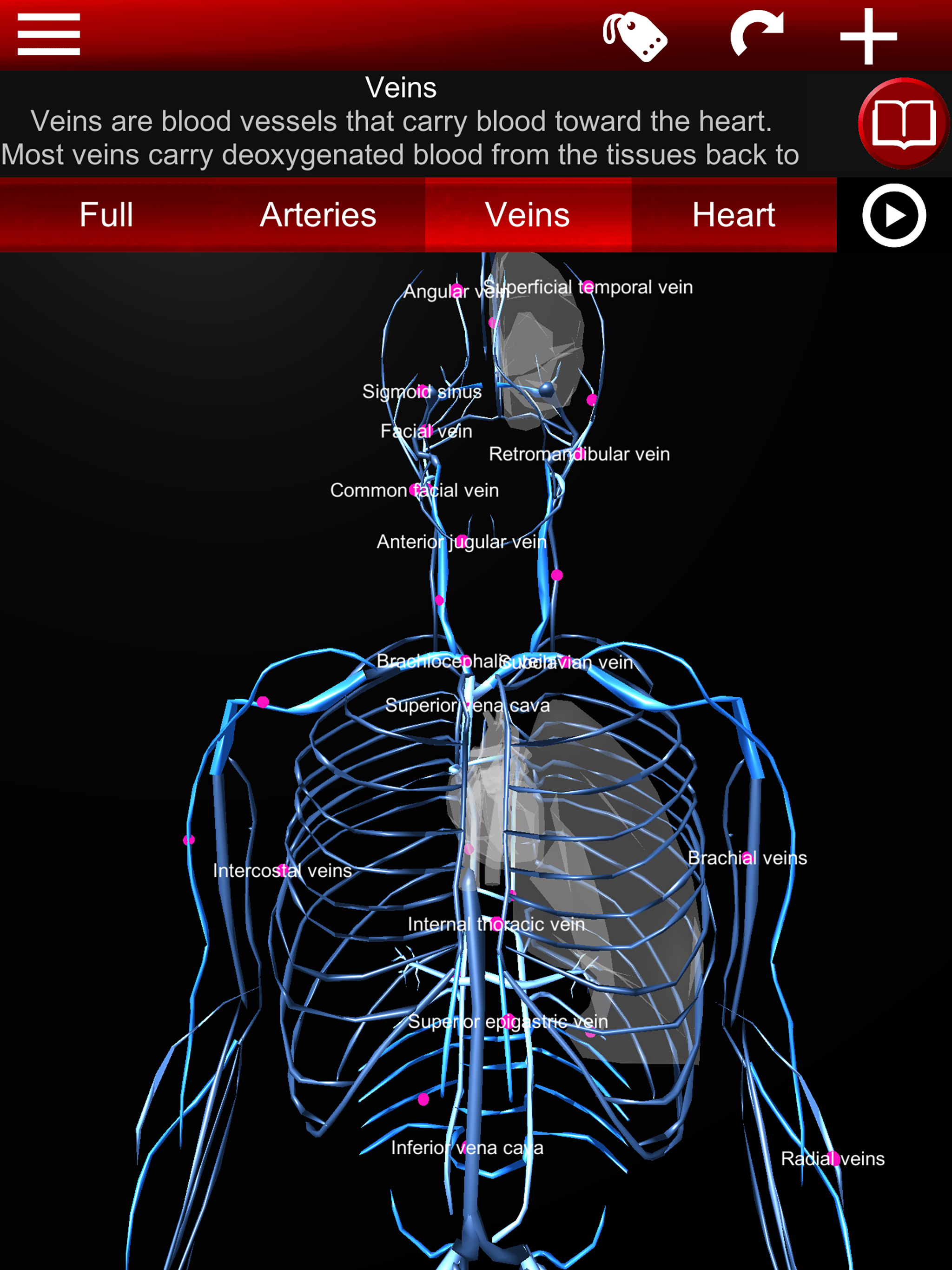 Circulatory System 3D Anatomy