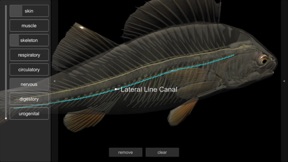 3D Fish Anatomy screenshot